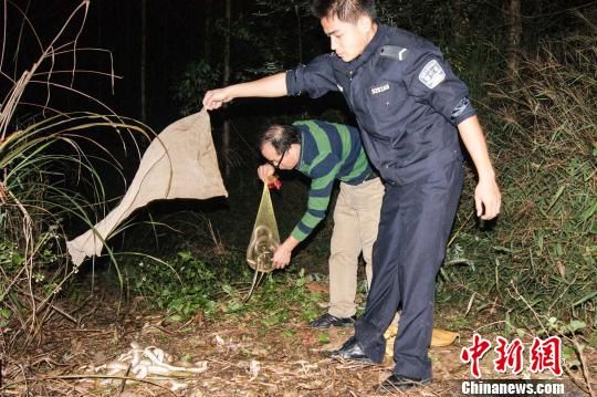 广西破获特大购销野生动物案缴获虎纹蛙千余只