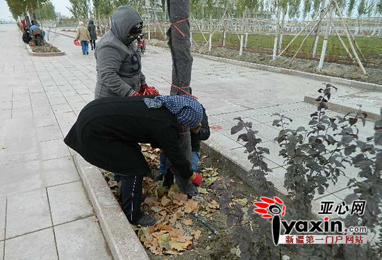 园林工人在给树木包裹厚厚的棉布毡子。 据悉,和硕县自2009年开始加快了县城绿化园林的建设步伐,先后在县城北部区域兴建了以葡萄文化为主题的葡萄公园,在县城东面打通建设了贯穿南北的滨河风景带,而在2014年,又在县城南部区域开工建设了北干渠风景带。目前,和硕县城已初步形成三面美景环抱的园林建设格局,县城绿地面积已达178公顷。 在园林绿化建设大发展的同时,该县在园林树木的保护和管理方面也加大了工作力度,为确保县城范围内园林树木的正常生长,园林工人在定期浇水、适时打药、三年加追一次有机肥之外,更加注