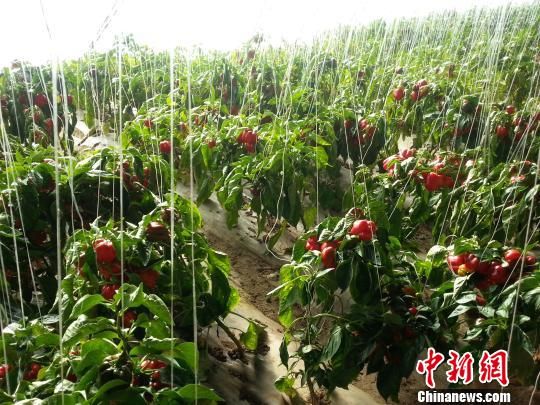 内蒙古10万斤彩椒亟待采摘种植户发微信“求带走”