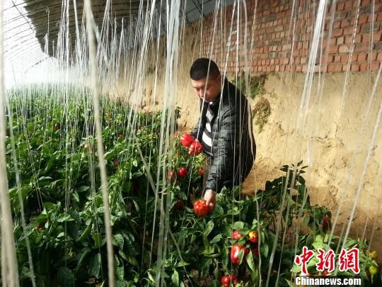 内蒙古10万斤彩椒亟待采摘种植户发微信“求带走”