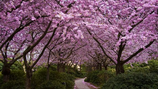 日韩争樱花起源地 中国樱花产业协会称源于中国
