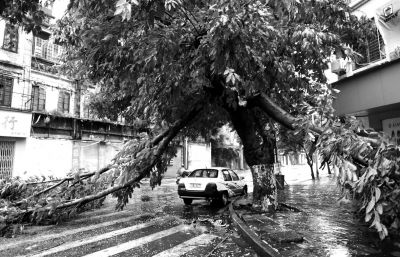 7月9日，汕头市区一棵大树被风吹断。新华社发