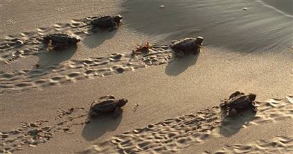 调研发现:全球86%海龟种类濒临灭绝