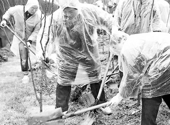 种下一片新绿,为先天性心脏病儿童募集手术费