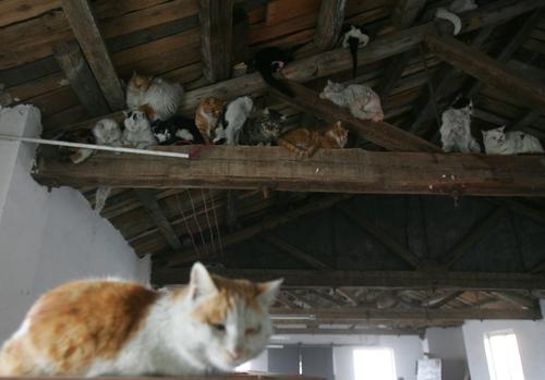 图文:猫爬满了仓库的各个角落