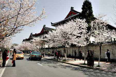 组图:南京杭州樱花烂漫