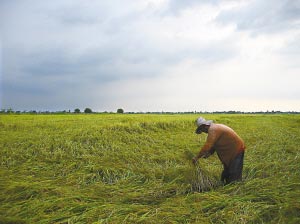 据称广东进口泰国大米价格有回调迹象(组图)
