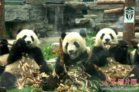 组图：奥运大熊猫已适应北京生活将与游客见面