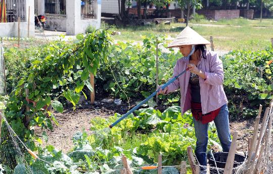 中国京族人口有多少_京族是中国56个民族中人口较稀少的民族之一.京族同胞自(2)