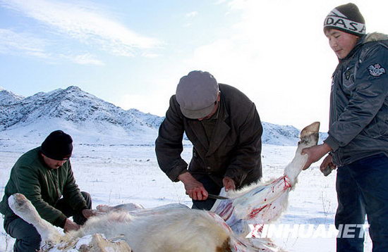 布尔津县窝依莫克乡也拉曼村的哈萨克族牧民马显(左)家正在"冬宰"牛.