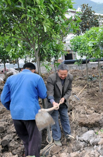 图文:绵阳弦鑫景观园林绿化队园林工人在植树
