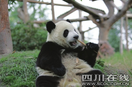 大熊猫基因图谱揭示熊猫不爱吃肉原因(组图)