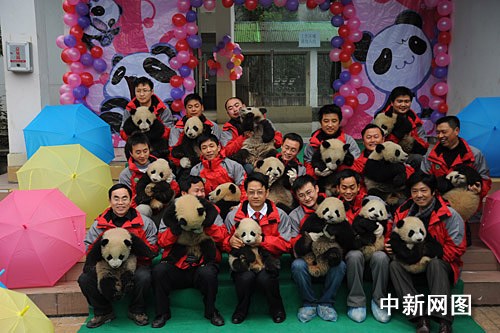 四川卧龙16只大熊猫宝宝断奶(视频)