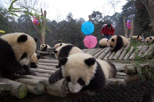 组图:四川卧龙16只大熊猫宝宝开始自立生活