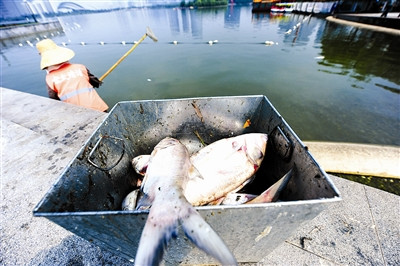合肥天鹅湖每日捞起千余斤死鱼(组图)