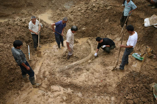 组图：安徽蒙城发现3米长古象牙化石