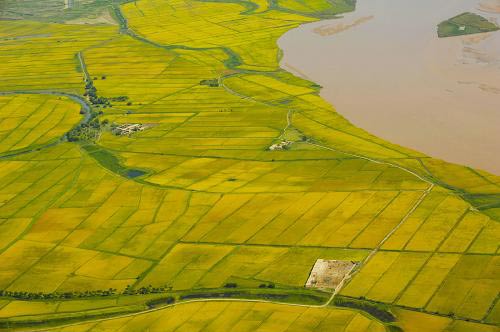 组图：宁夏百万亩水稻丰收在望