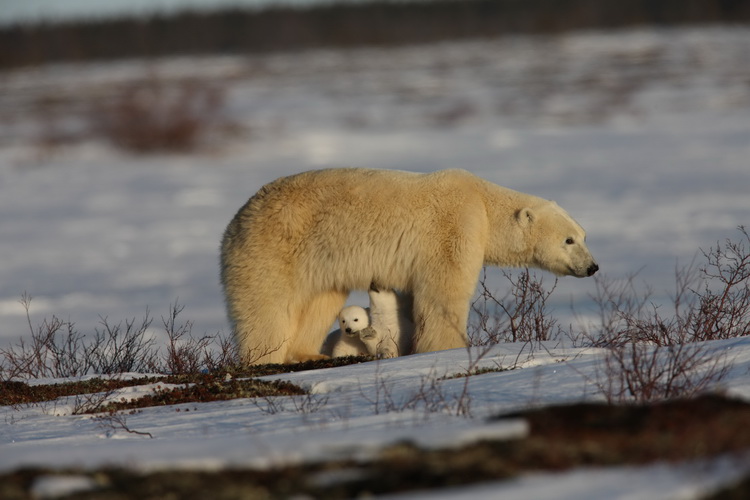 图文:小北极熊正在吃奶