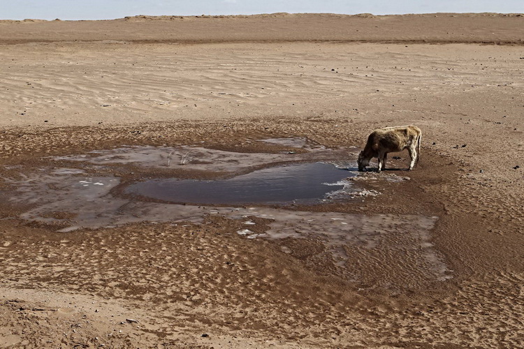 图文:一只牛在干涸湖底喝水