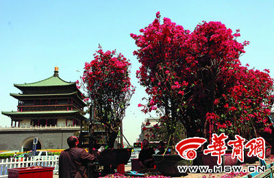 福建的三角梅西安怒放(图)