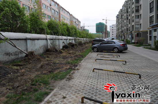 乌鲁木齐一物业公司雇人挖树 小区草坪遭破坏