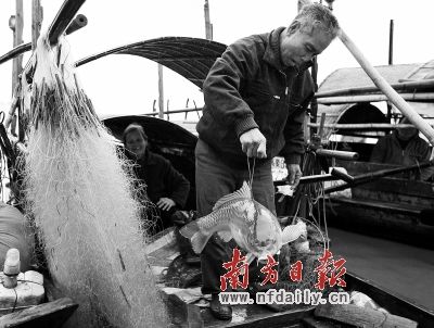水质良好的西江上，渔民常常能捕获到肥美的鲤鱼。吴伟洪 摄