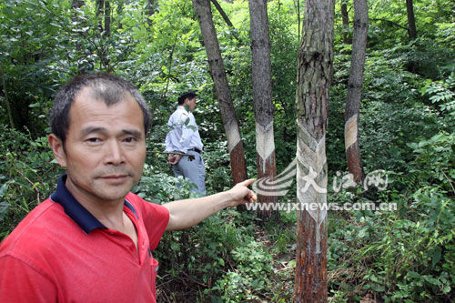 不少松树被剥皮取脂