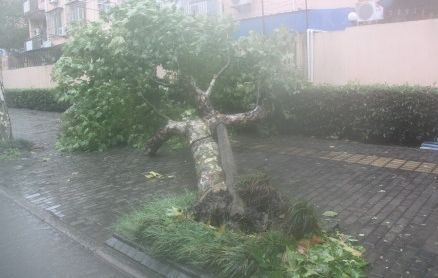 海葵10级风圈进入上海金山奉贤 当地风大雨