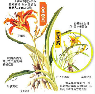 绿化带里采黄花菜图