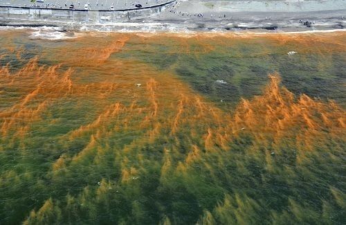 日本神奈川海岸现赤潮 海水变红市民惊奇(图)