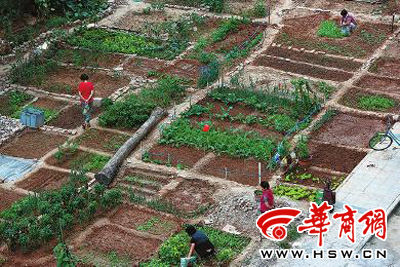 我们小区的"开心农场"(图)