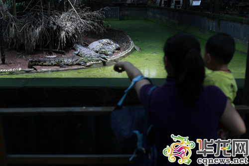 鳄鱼中心今免费开放 上千市民来看最老最大鳄