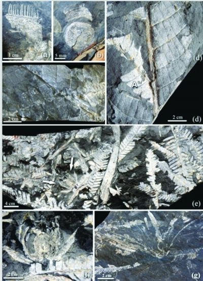 南京发现19亿年前铁树花化石图