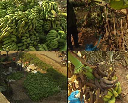 广西20万吨香蕉因价格大跌滞销(组图)