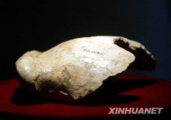 1929年12月2日，中国著名古人类学家、史前考古学家和地质古生物学家裴文中带领考古发掘人员在北京周口店发掘出北京猿人第一个完整的头盖骨。该发现确立了猿人阶段的存在，证实了达尔文关于人类起源于古猿的理论。这是“北京人”头盖骨(额骨)化石真品(资料照片)。新华社发