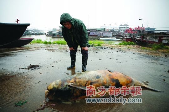 2012年4月14日，湖南岳阳鹿角镇码头 ，一只江豚的尸体被打捞上岸。目前江豚种群数量已经少于大熊猫，堪称“水中国宝”。东方IC