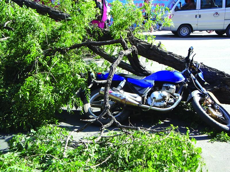 整修公路伤及树根 大风刮倒大树砸伤路人