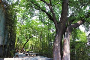 渝中区园林绿化优秀候选项目形象展示
