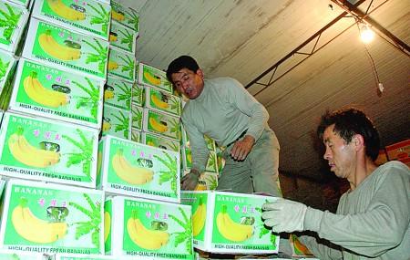 今冬香蕉卖出白菜价 每斤1.3元左右,利润缩水