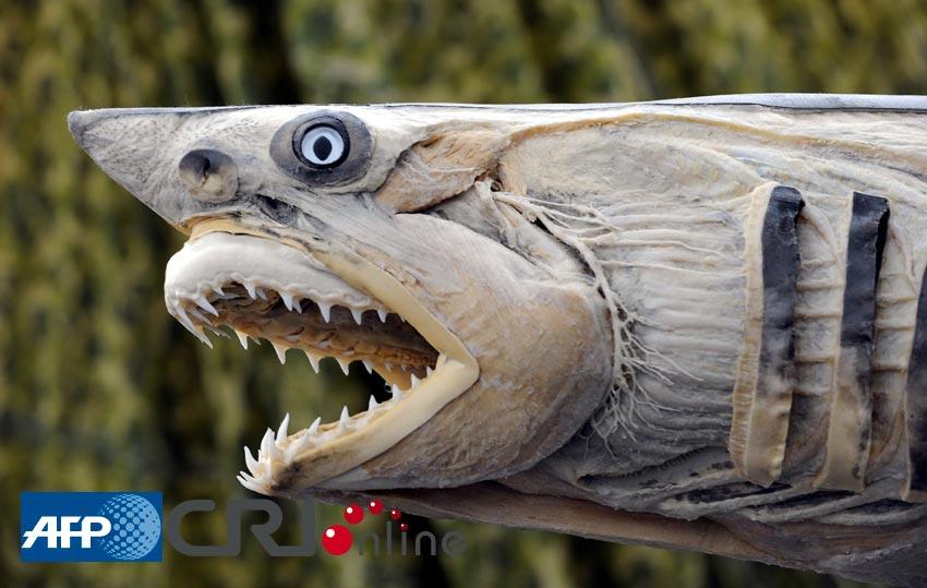 德国死亡先生计划开网店卖尸体 引来批评浪潮