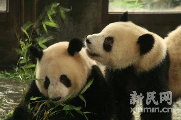 组图:8只世博大熊猫"定居"上海