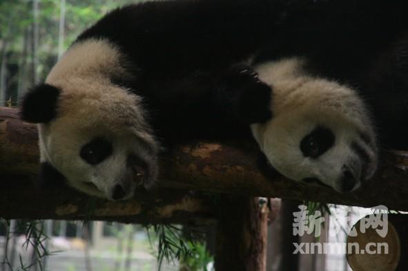 世博大熊猫增重30公斤元旦可去上海动物园看望