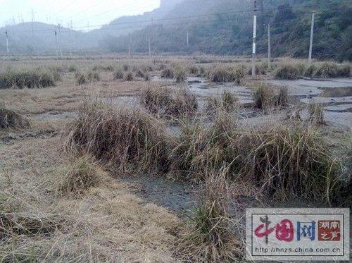 当地村民被废水污染的抛荒地