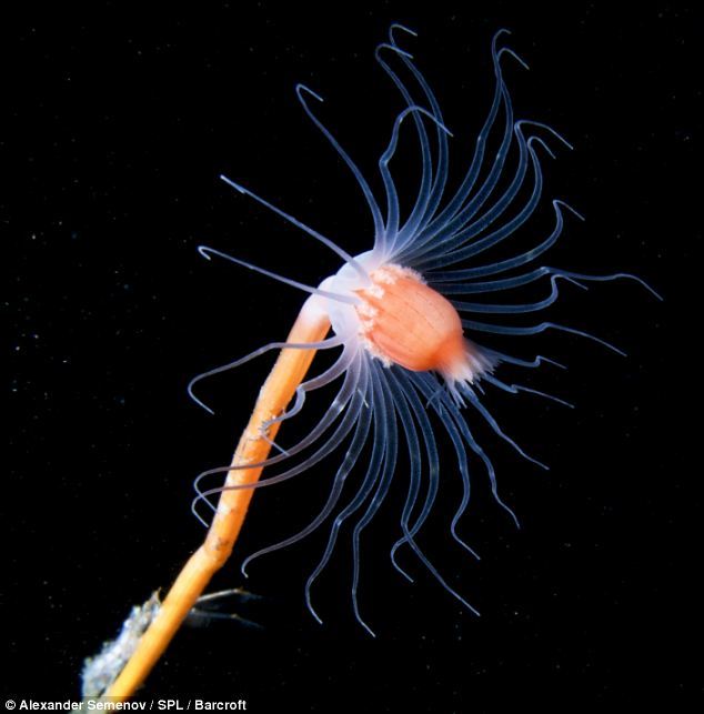 摄影师深入海洋深处拍摄白海奇异的生物世界(