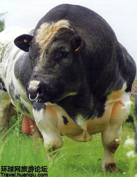比利时魔鬼筋肉牛:世界上最强壮的牛