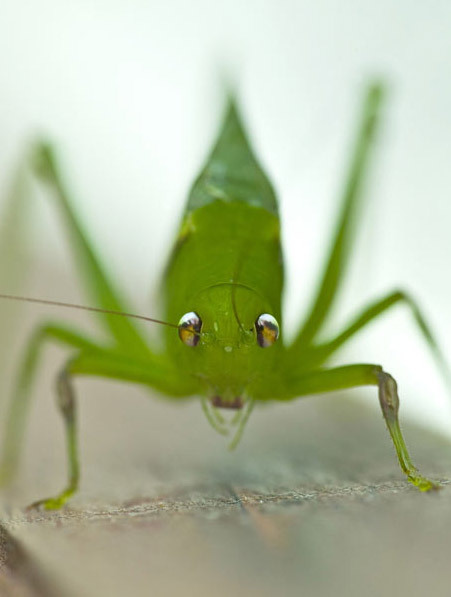 新奇动物图片:罕见金刚鹦鹉接吻 迷你树蛙蹲坐