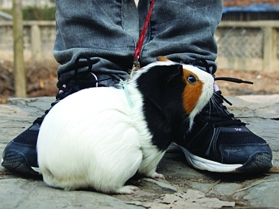 别人遛狗她遛老鼠另类宠物成一景