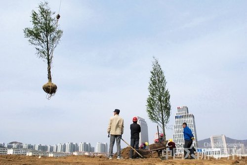 4月18日，山东青岛市海尔路，工人们正在种植水杉。这是青岛市40亿元打造“国家森林城市”工程的一角。