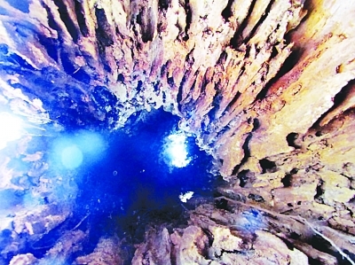 一棵“空心树”,何以活生生?