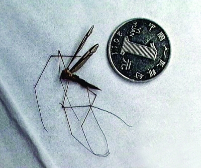 什么蚊子?比1元硬币还大_新浪新闻